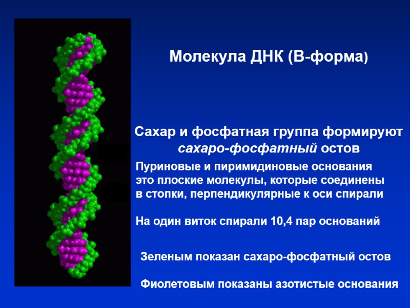 Молекула ДНК (В-форма) Сахар и фосфатная группа формируют сахаро-фосфатный остов Молекула ДНК (В-форма) Сахар и фосфатная группа формируют сахаро-фосфатный остов